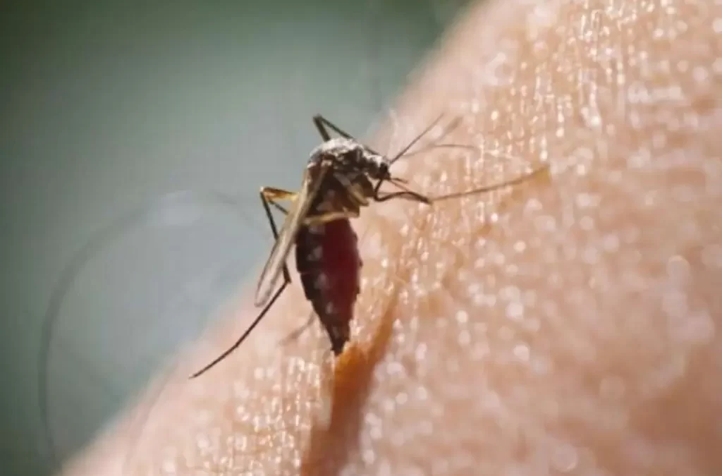 Conoce un poco acerca del dengue, sus síntomas y cómo protegerse