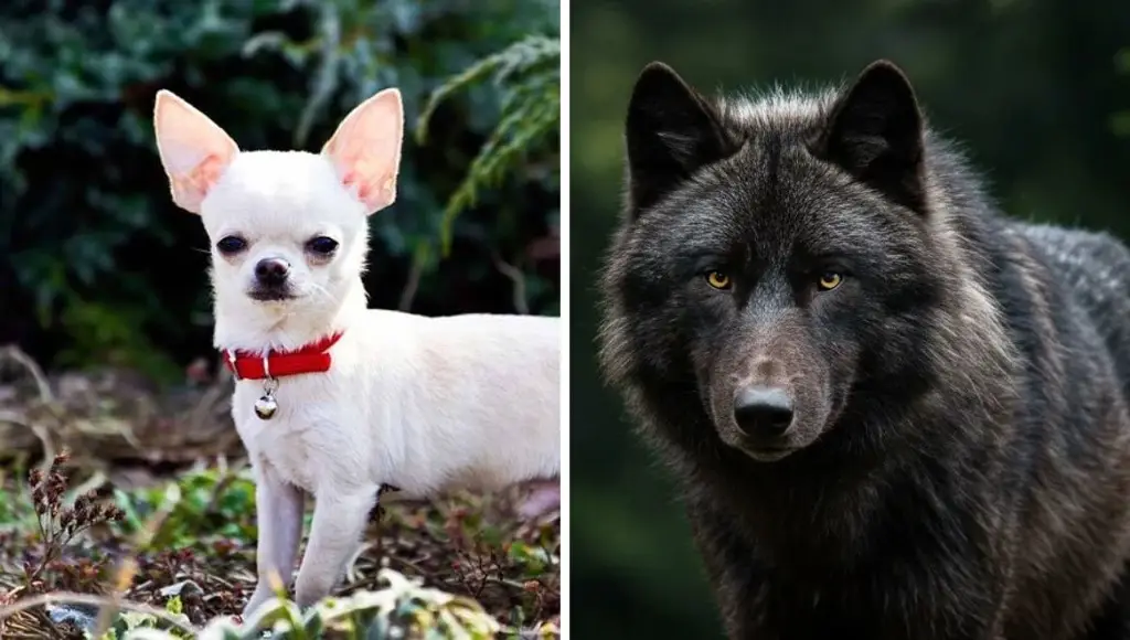 Estudios demuestran que todos los perros conservan genes de lobos, hasta los Chihuahua
