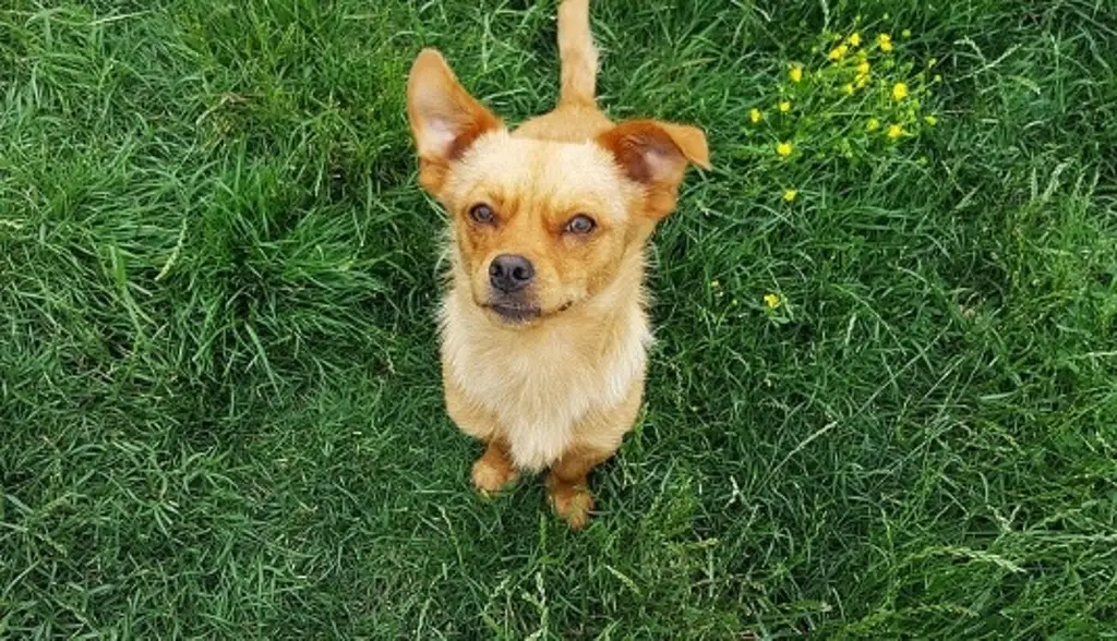 Conoce acerca de los perros amarillos, recientemente reconocidos como raza mexicana